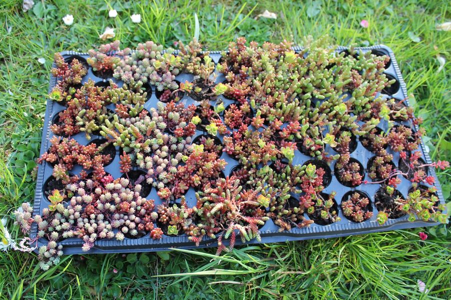 Rozchodníková plantáž Salvogreen u Brna – pěstování sedum koberců