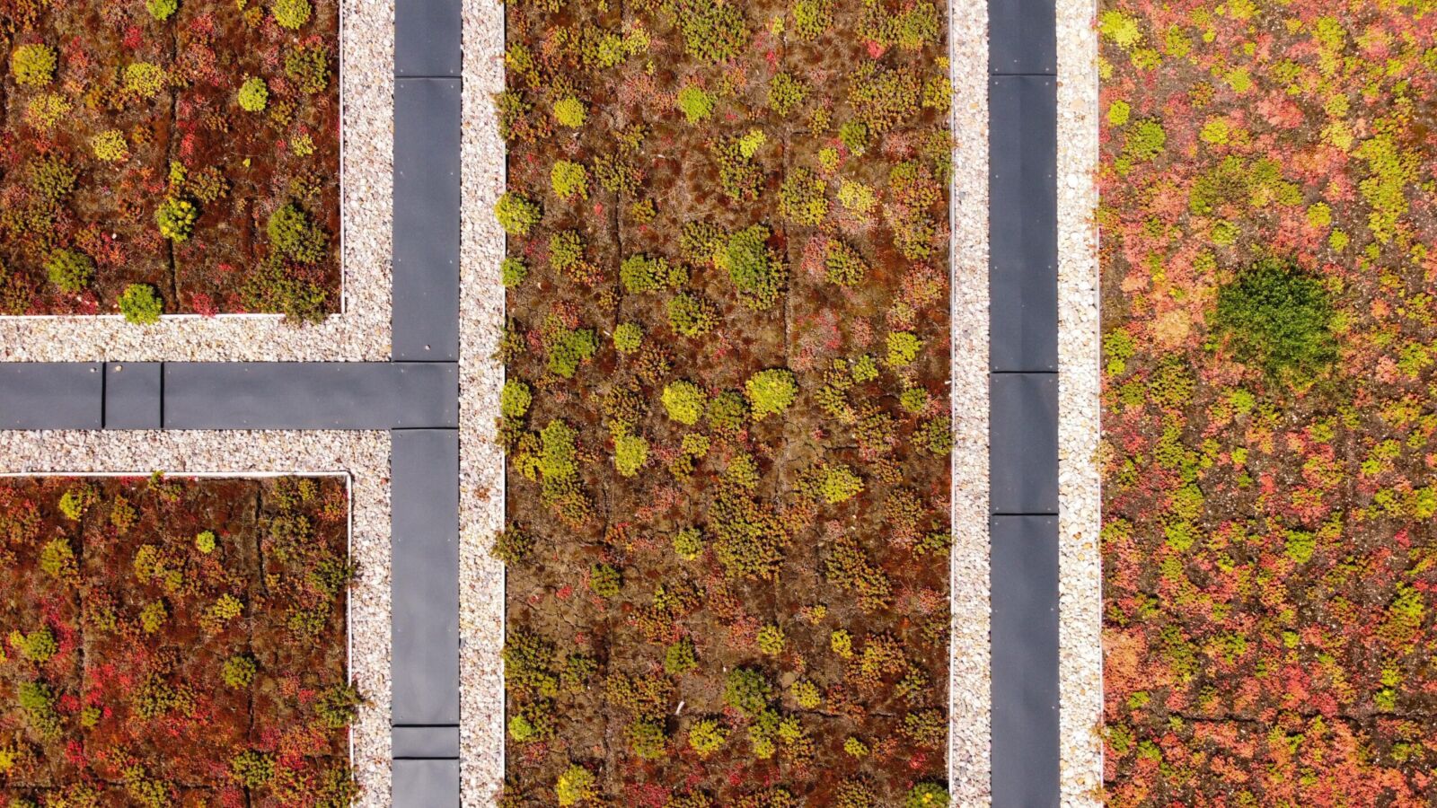 Zelená střecha – detail realizace Salvogreen