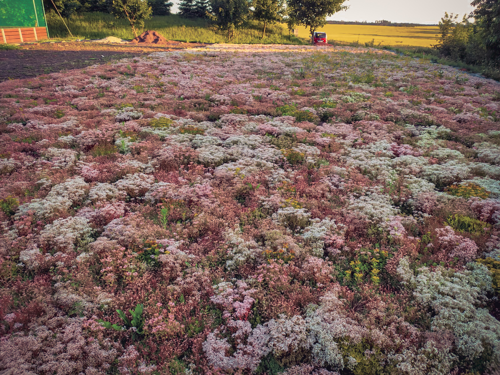Rozchodníková plantáž Salvogreen u Brna – pěstování sedum koberců